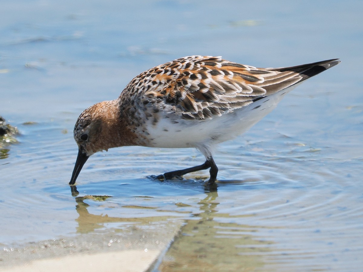 Red-necked Stint - ML636274508