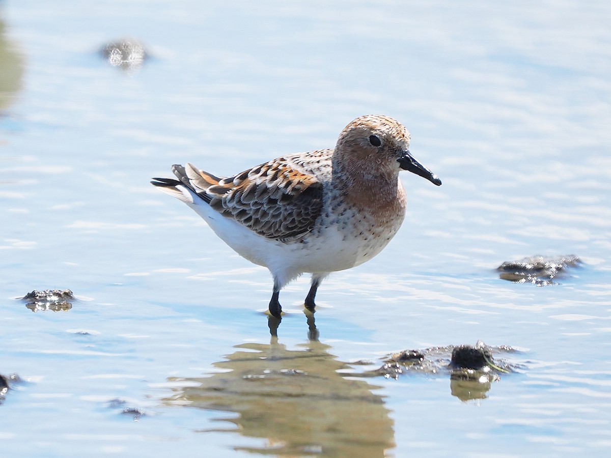 Red-necked Stint - ML636274509