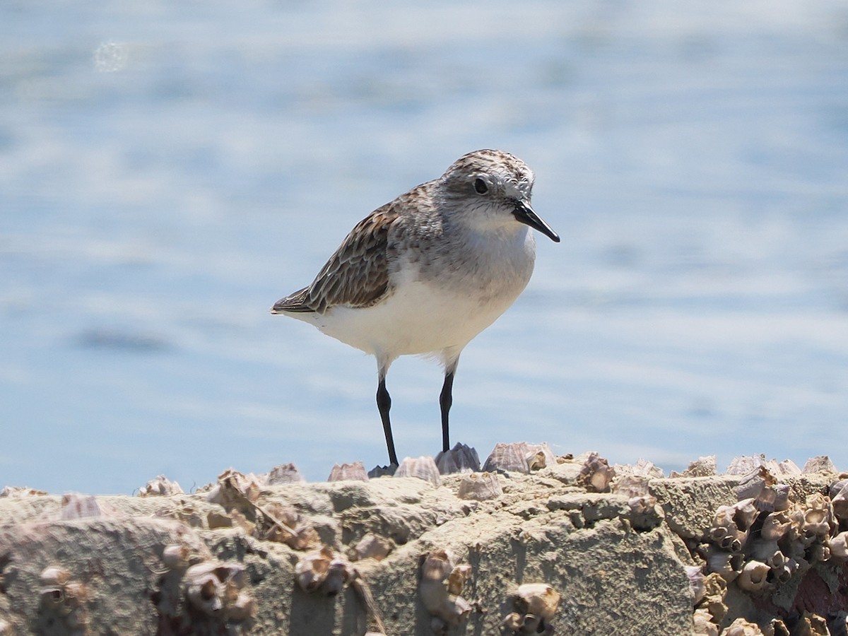 Red-necked Stint - ML636274510