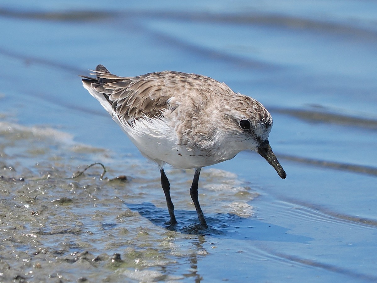 Red-necked Stint - ML636274511
