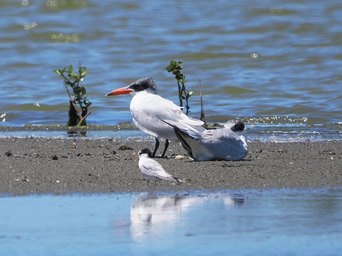 Caspian Tern - ML636274519