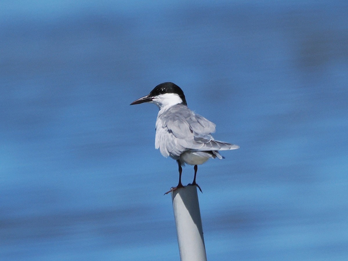 Whiskered Tern - ML636274521