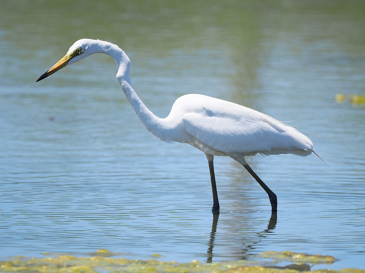 Great Egret - ML636274531