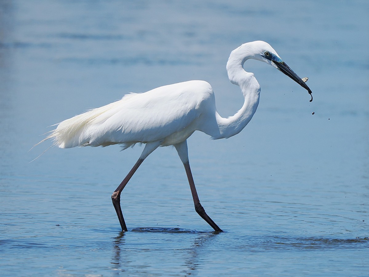 Great Egret - ML636274532
