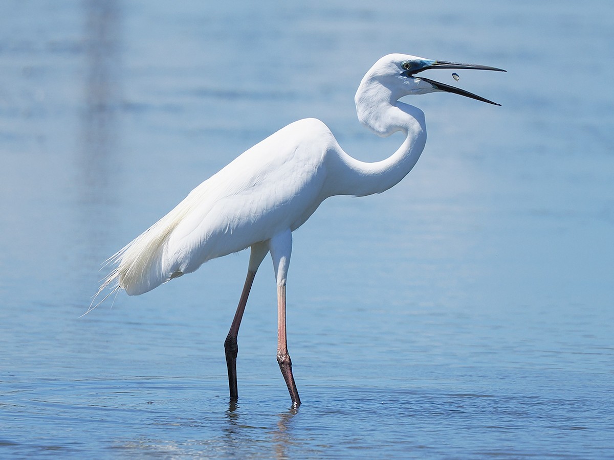 Great Egret - ML636274533