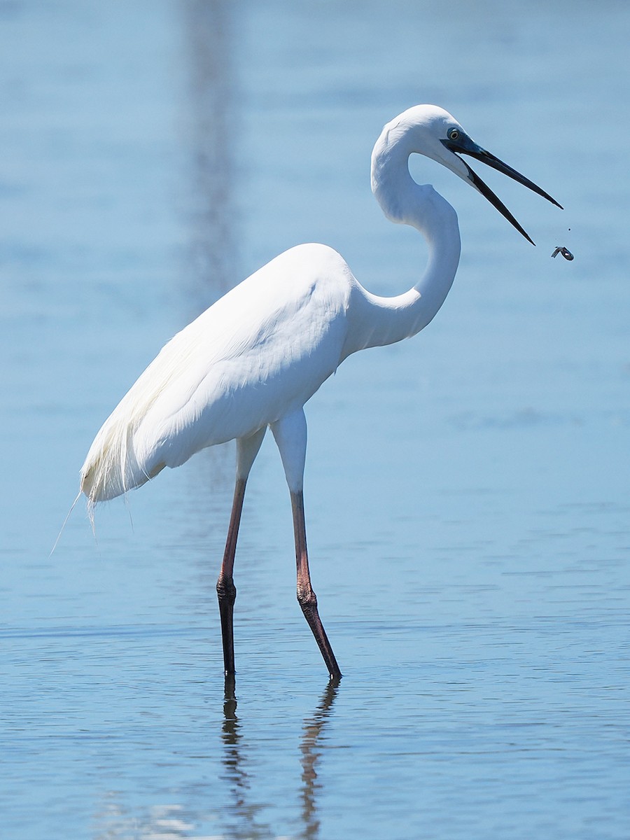 Great Egret - ML636274534