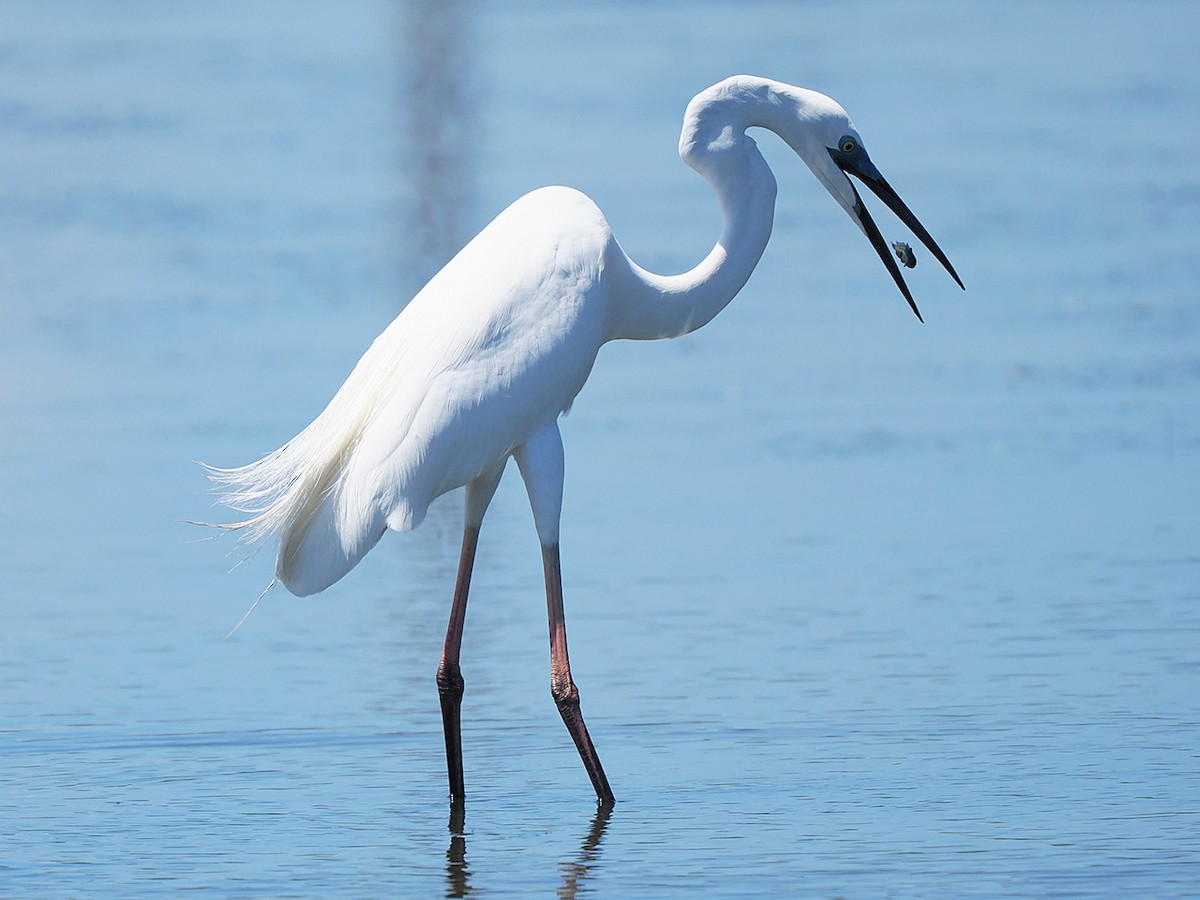 Great Egret - ML636274535