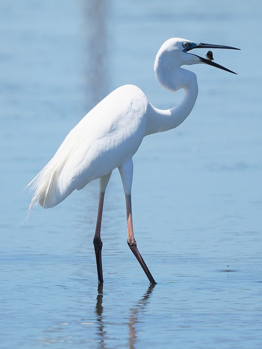 Great Egret - ML636274536