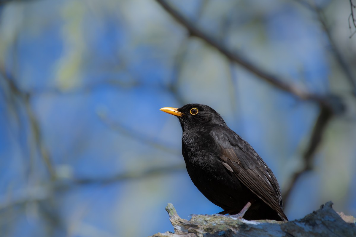 Eurasian Blackbird - ML636274544