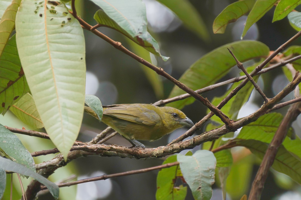 Carmiol's Tanager - ML636274551