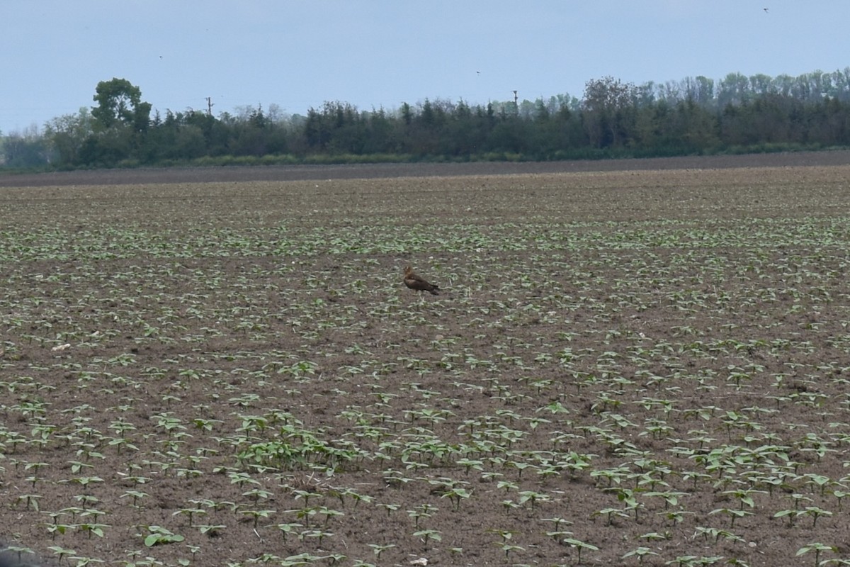 Pallid Harrier - ML636274552