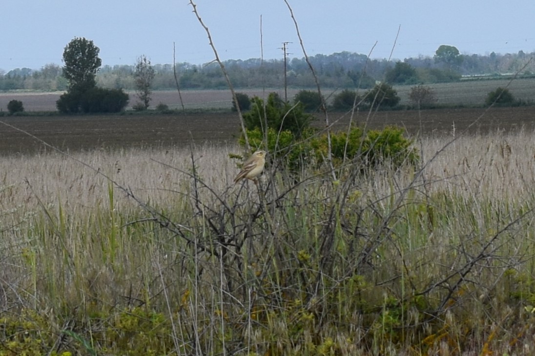 Tawny Pipit - ML636274563