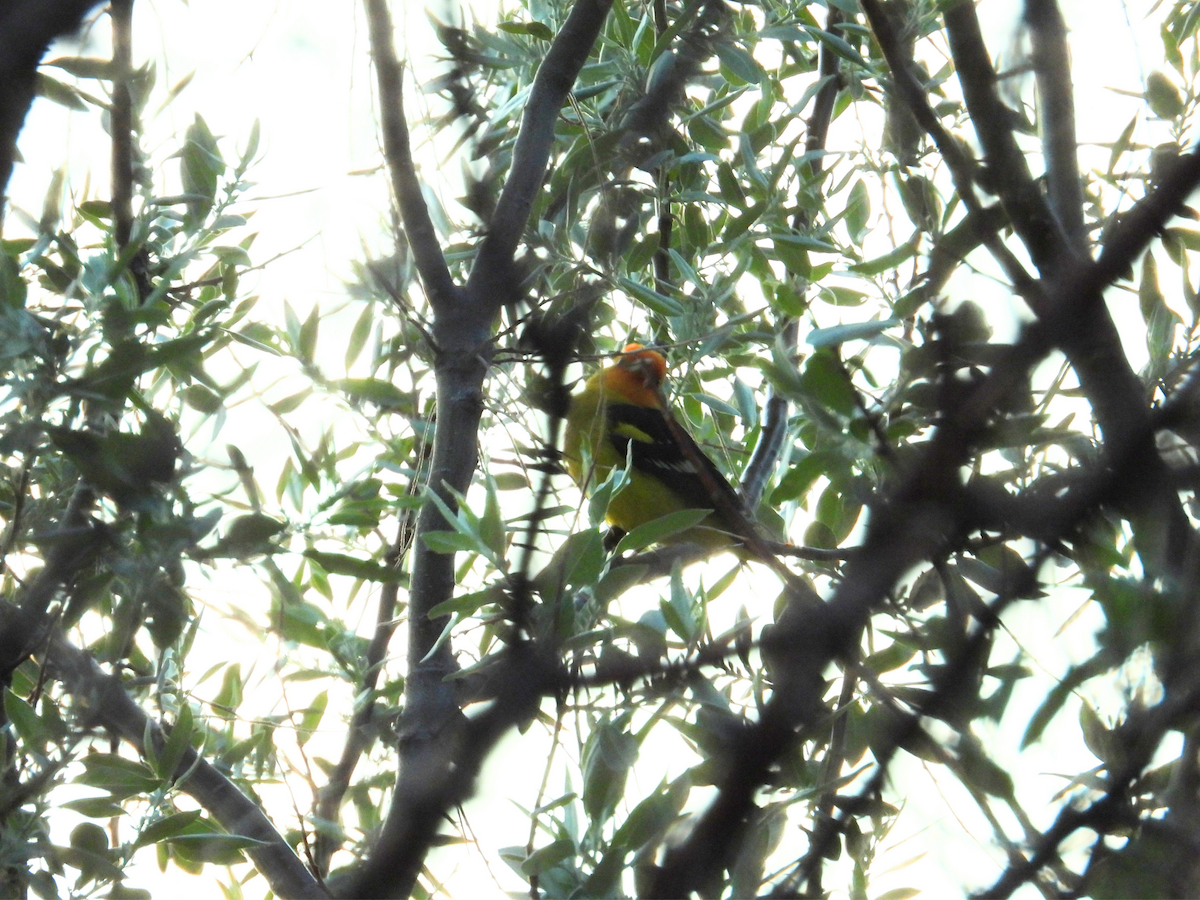 Piranga à tête rouge - ML636274566