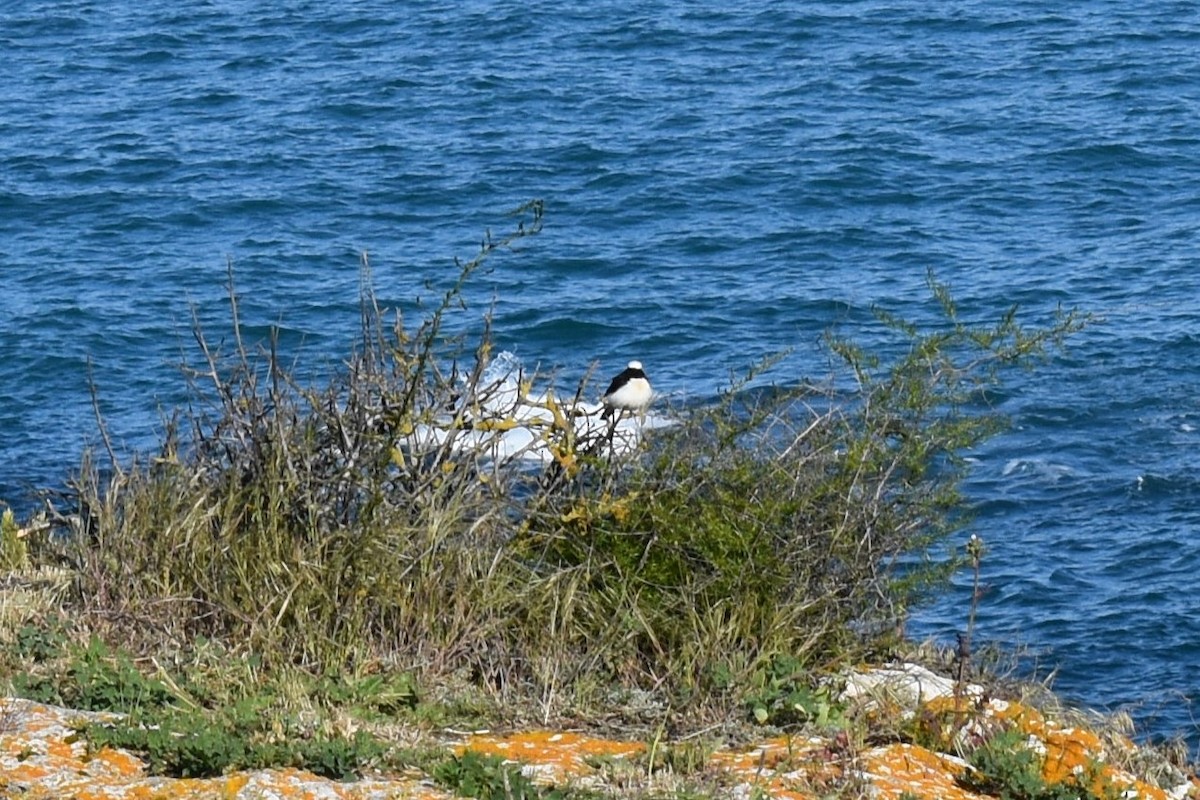 Pied Wheatear - ML636274589