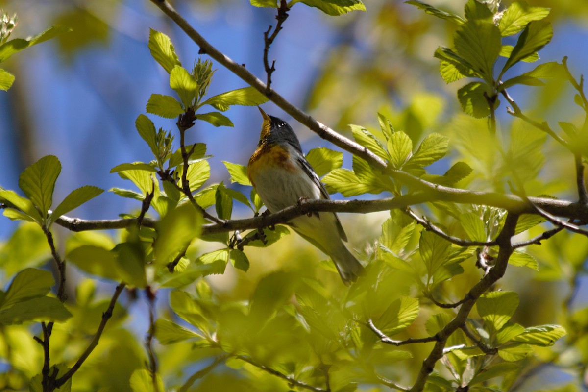 Northern Parula - ML636274620