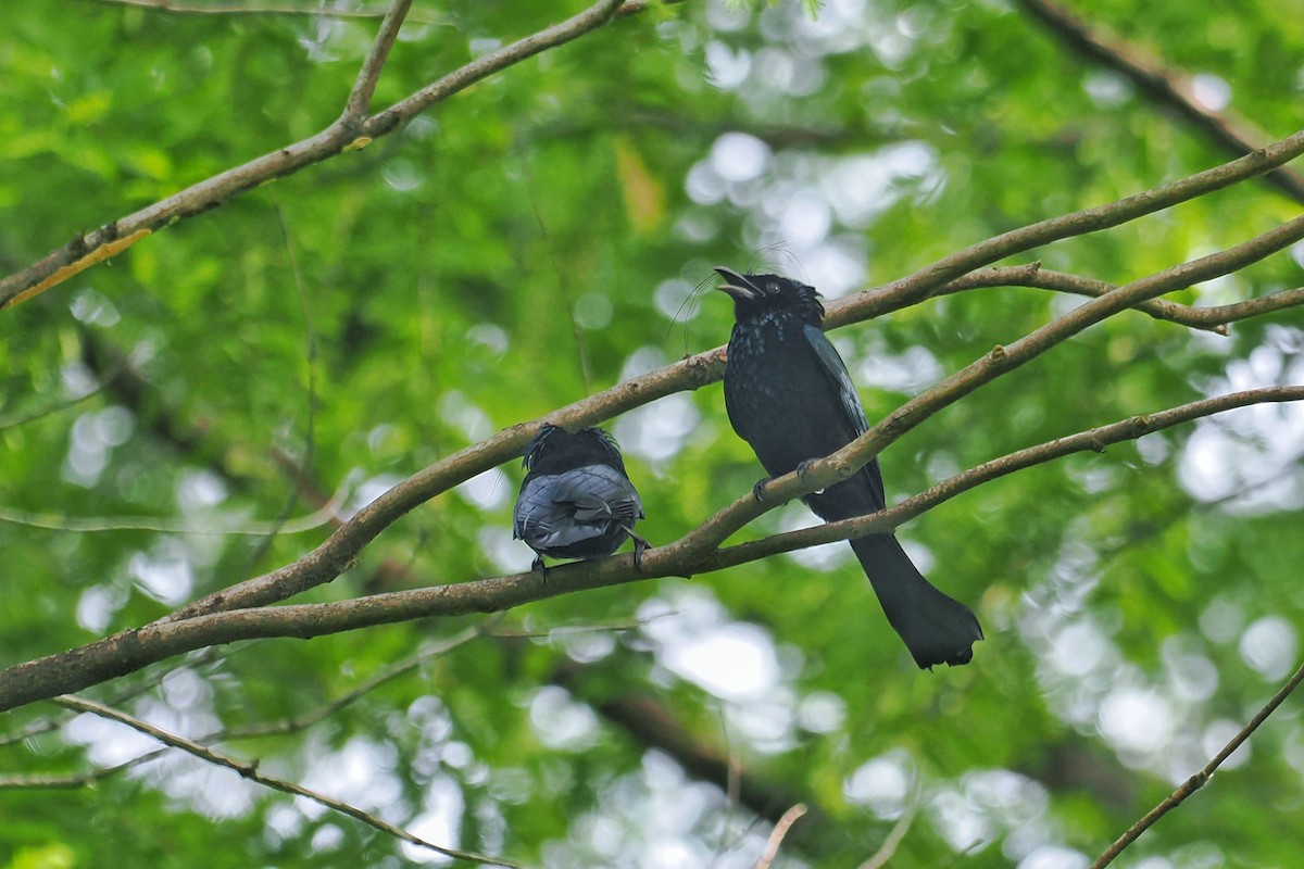 Hair-crested Drongo (Hair-crested) - ML636274625