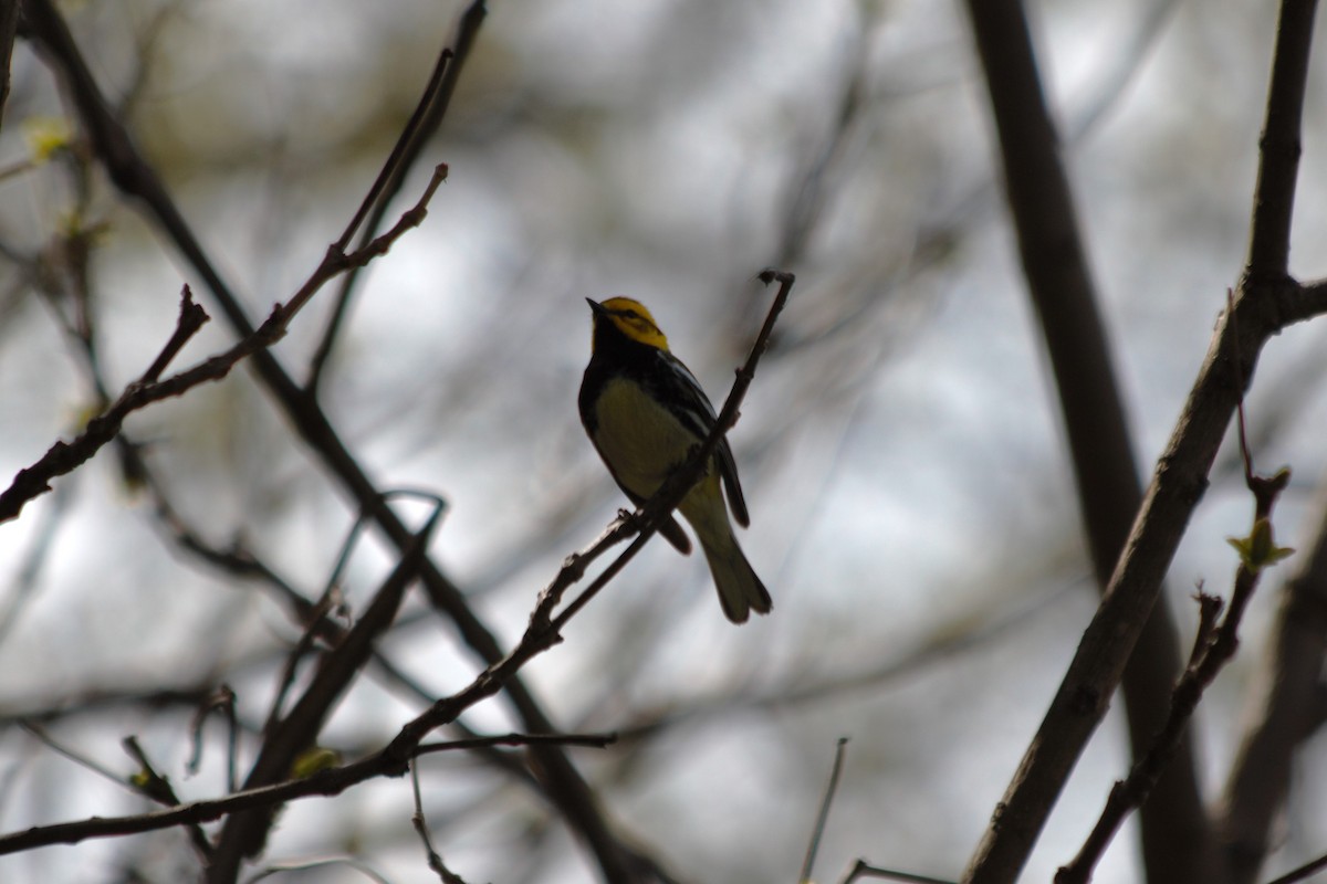 Black-throated Green Warbler - ML636274638
