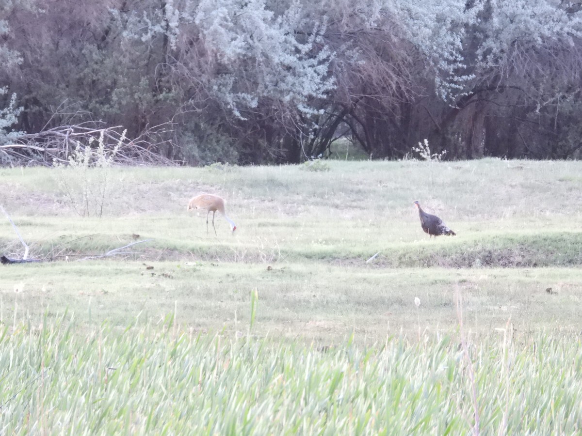 Wild Turkey - ML636274682