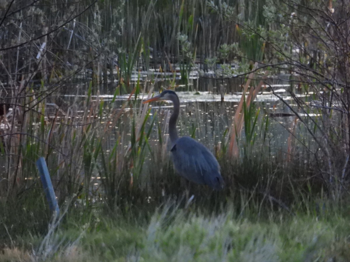 Great Blue Heron - ML636274685