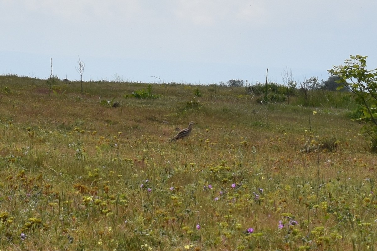 Eurasian Thick-knee - ML636274696