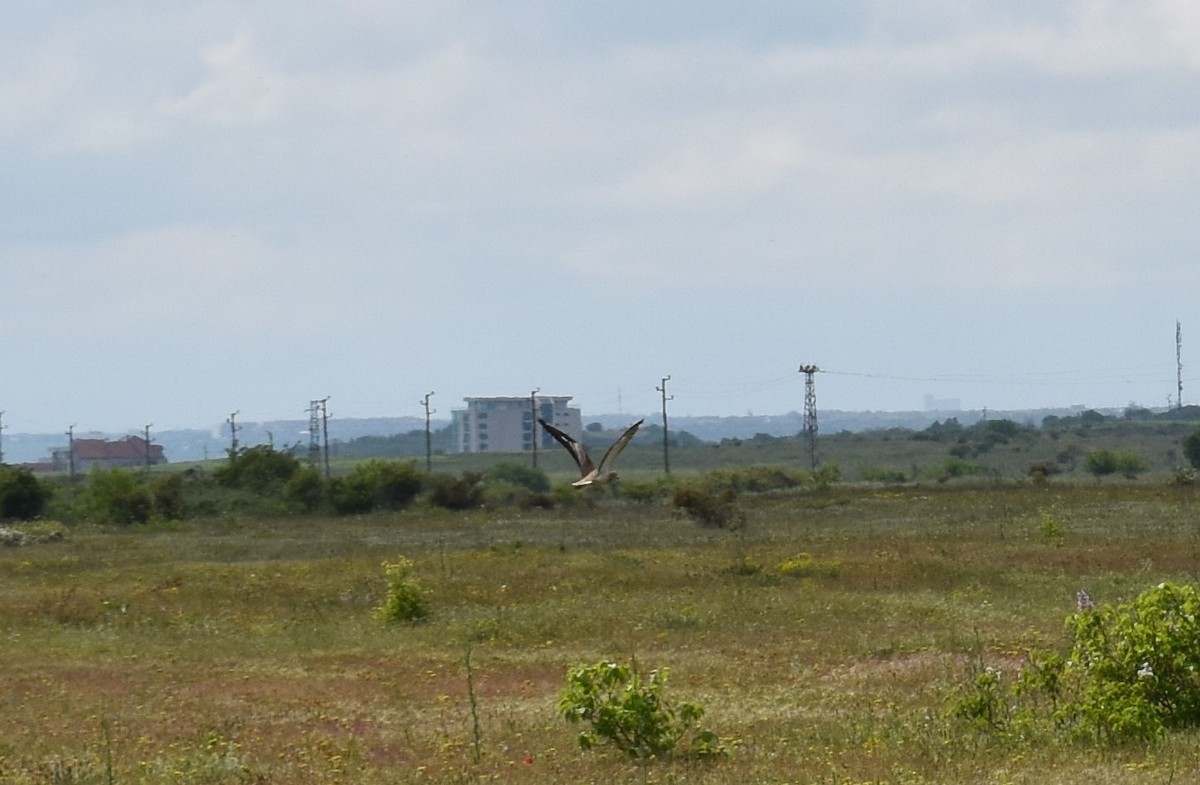 Eurasian Thick-knee - ML636274697