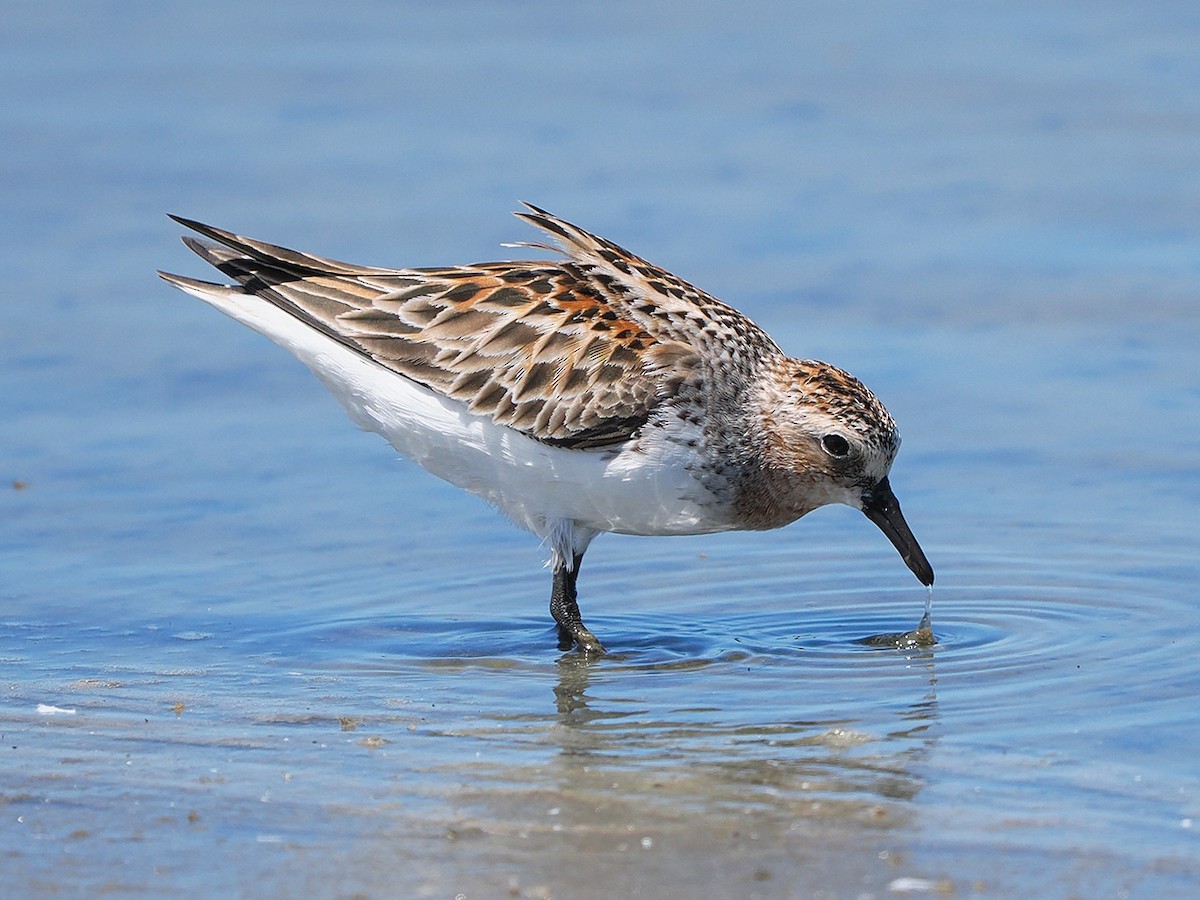 Red-necked Stint - ML636274707