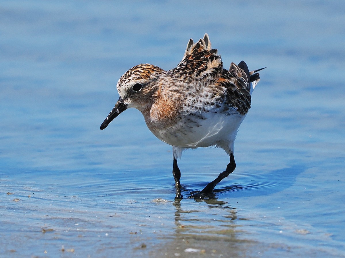 Red-necked Stint - ML636274708
