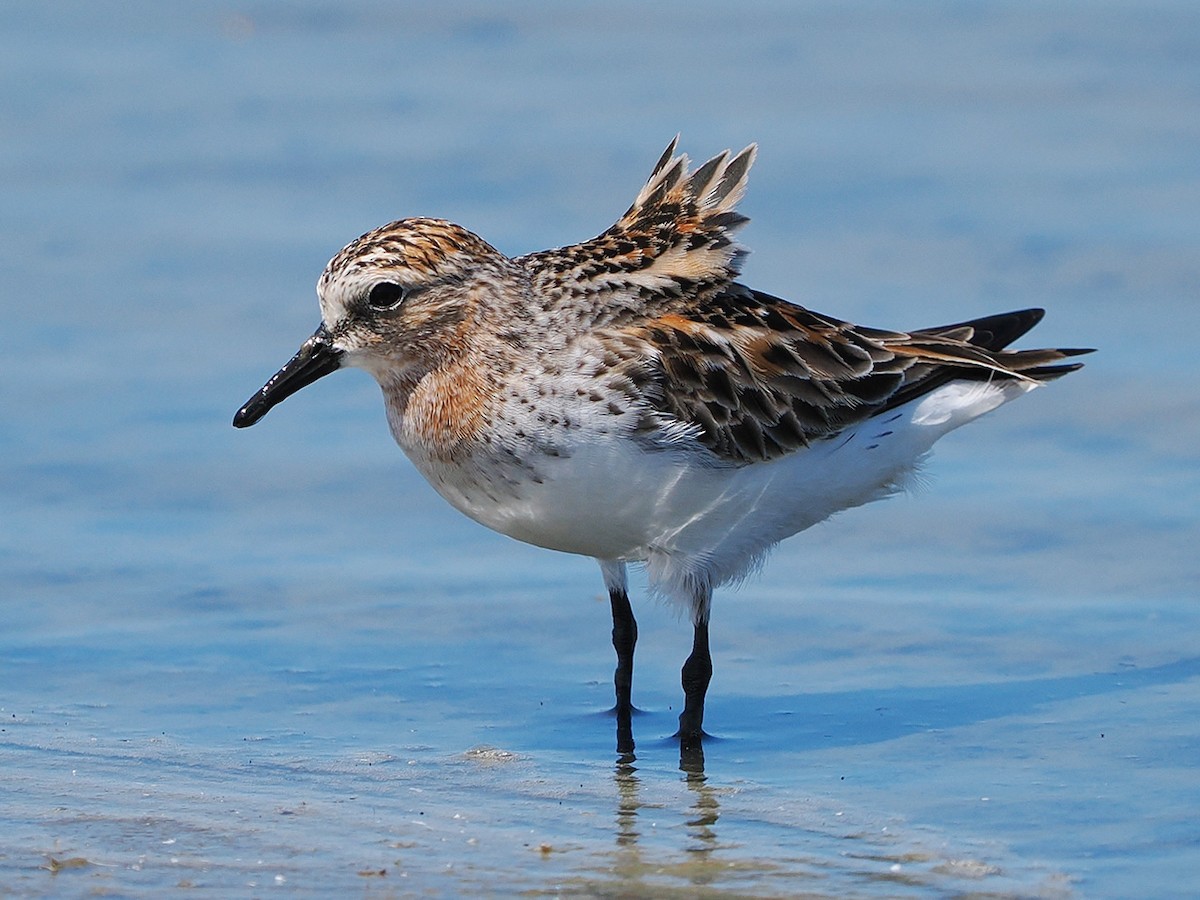 Red-necked Stint - ML636274709
