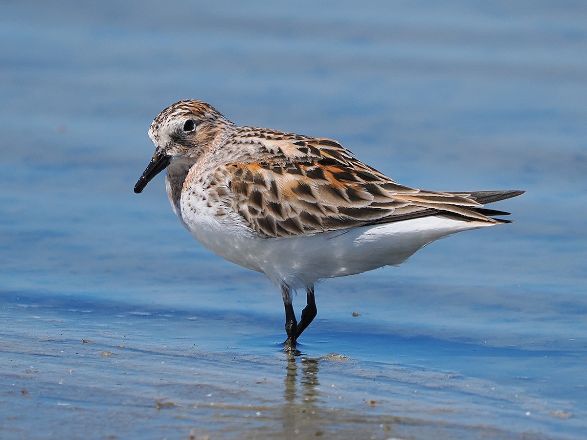 Red-necked Stint - ML636274710
