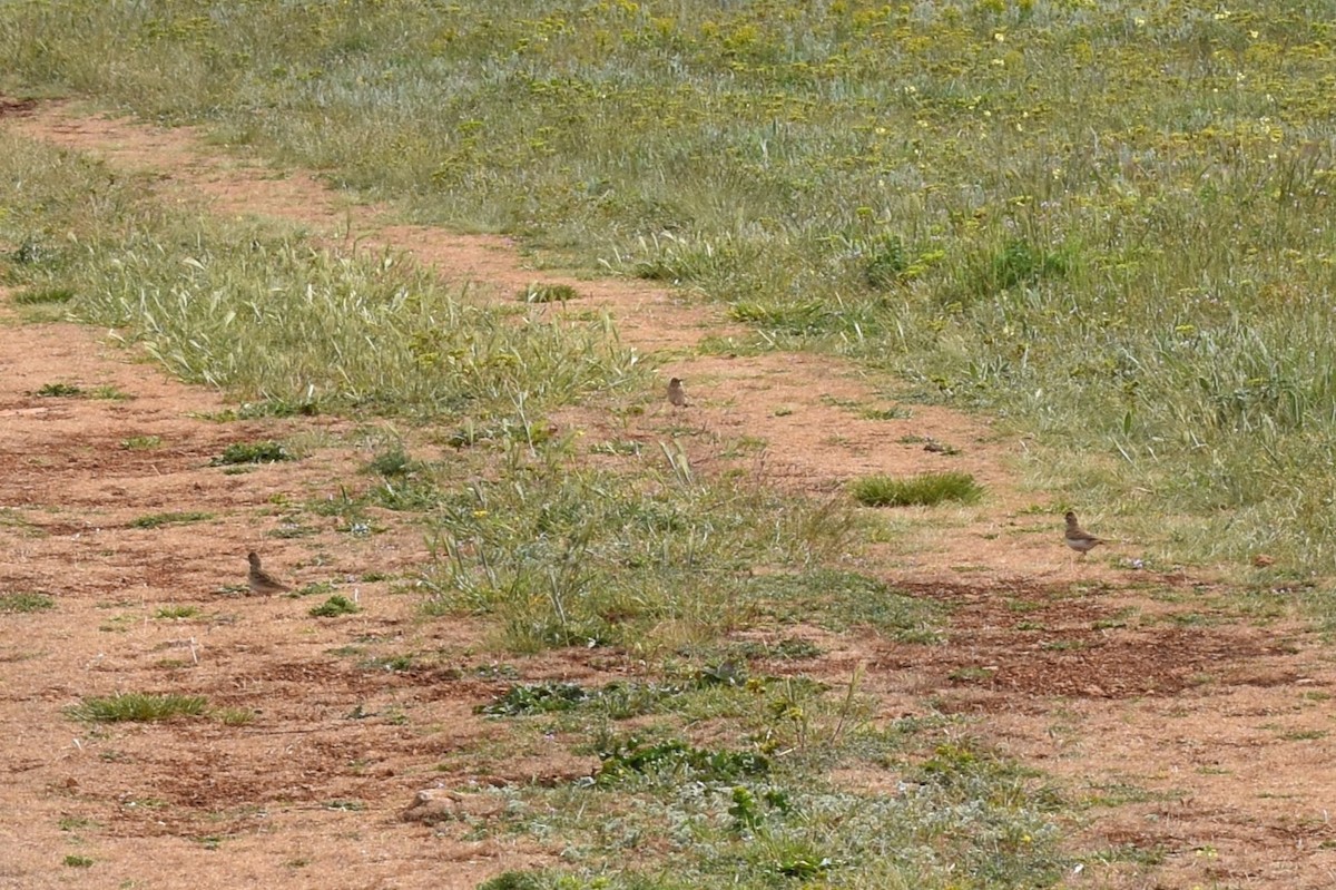 Greater Short-toed Lark - ML636274713