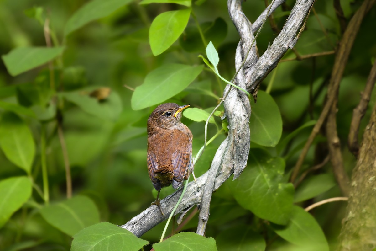 Eurasian Wren - ML636274755