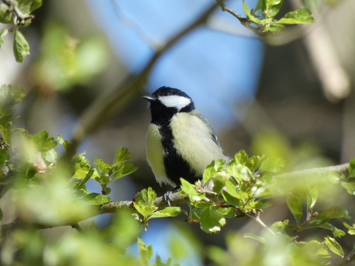 Great Tit - ML636274804