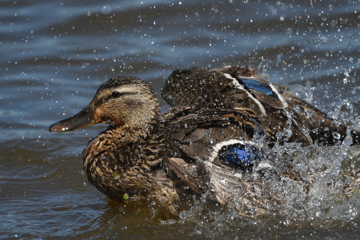 Mallard - ML636274834