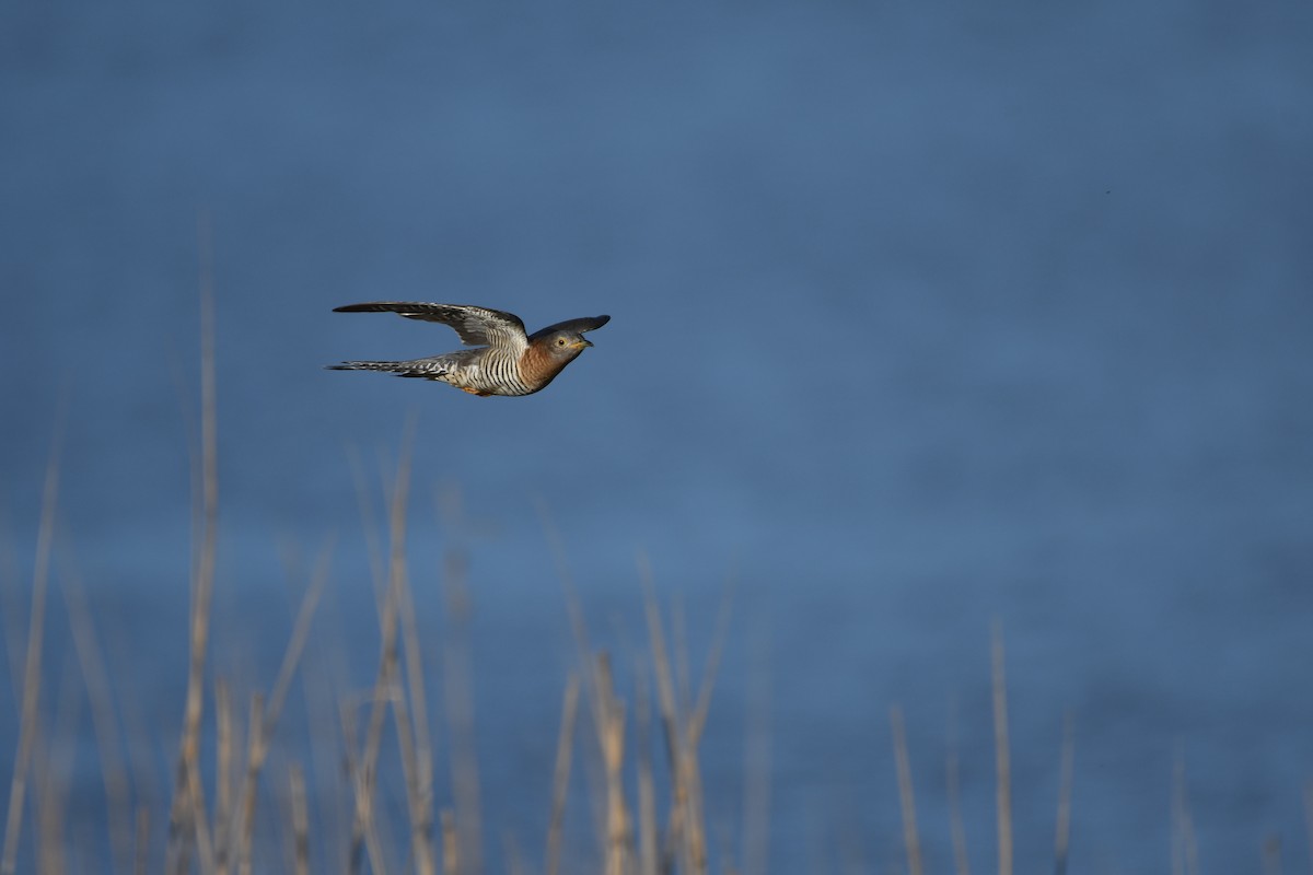 Common Cuckoo - ML636274850