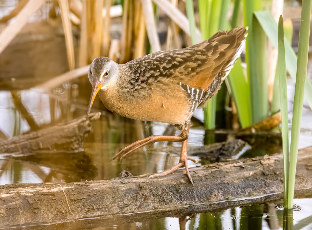 Virginia Rail - ML636274875