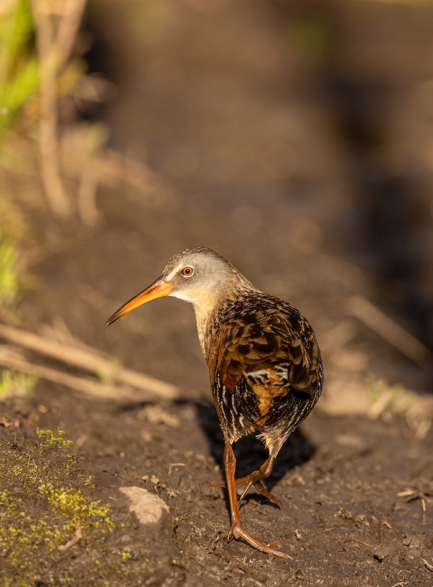 Virginia Rail - ML636274876