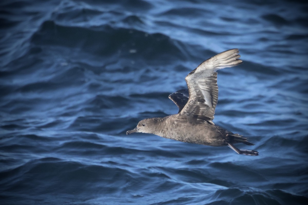 Sooty Shearwater - ML636274926