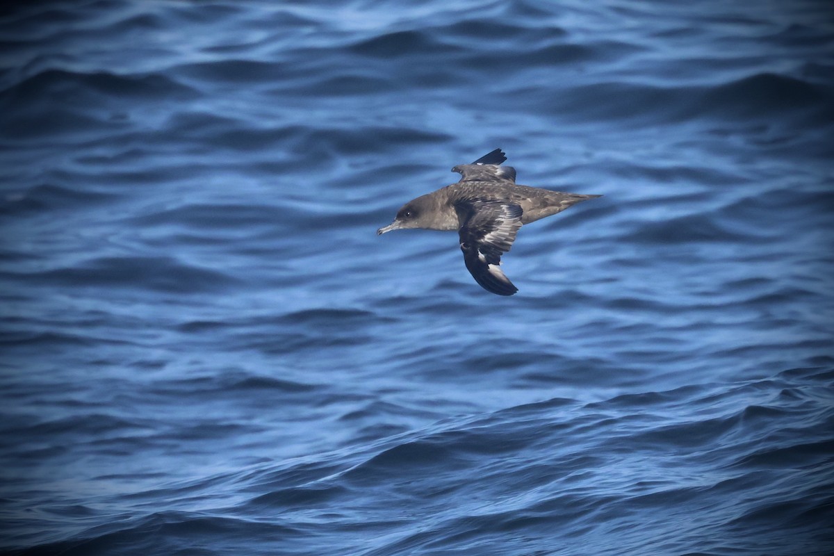 Sooty Shearwater - ML636274928