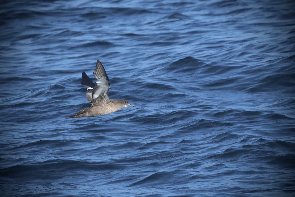 Sooty Shearwater - ML636274929