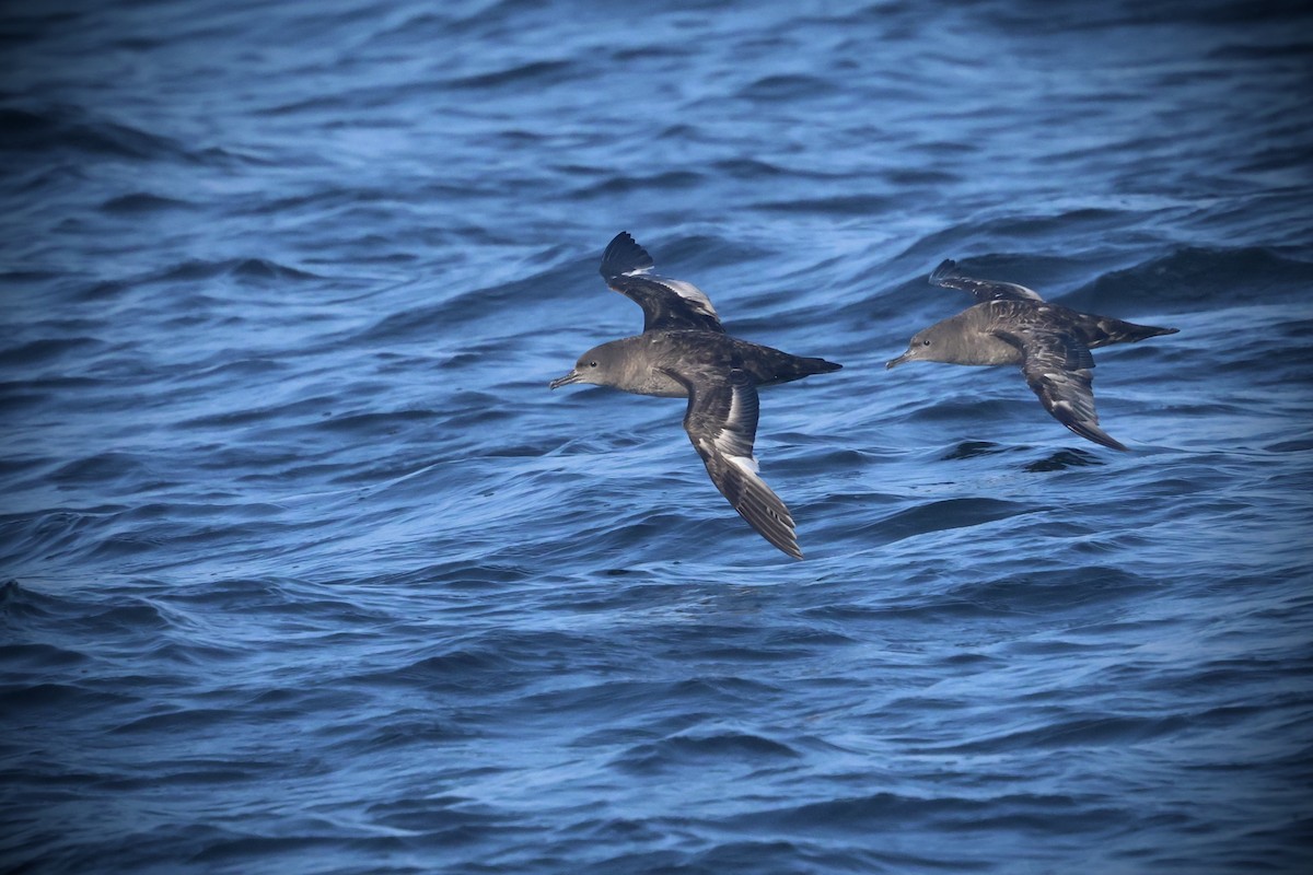 Sooty Shearwater - ML636274930