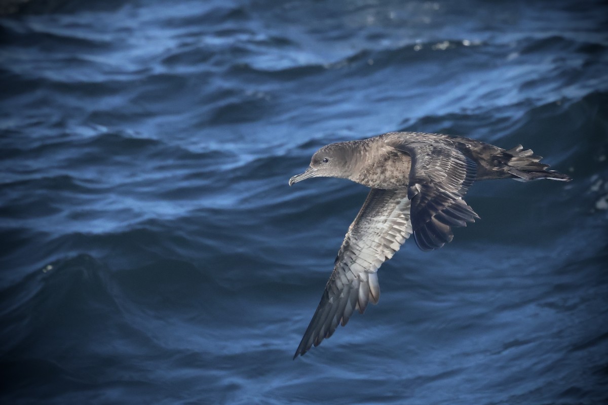 Sooty Shearwater - ML636274931