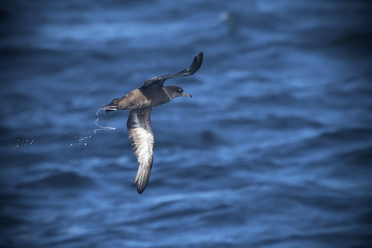 Sooty Shearwater - ML636274933