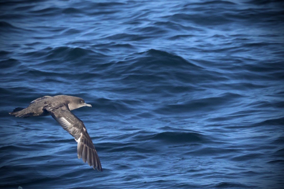 Sooty Shearwater - ML636274934