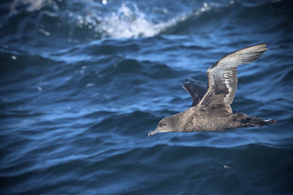 Sooty Shearwater - ML636274935