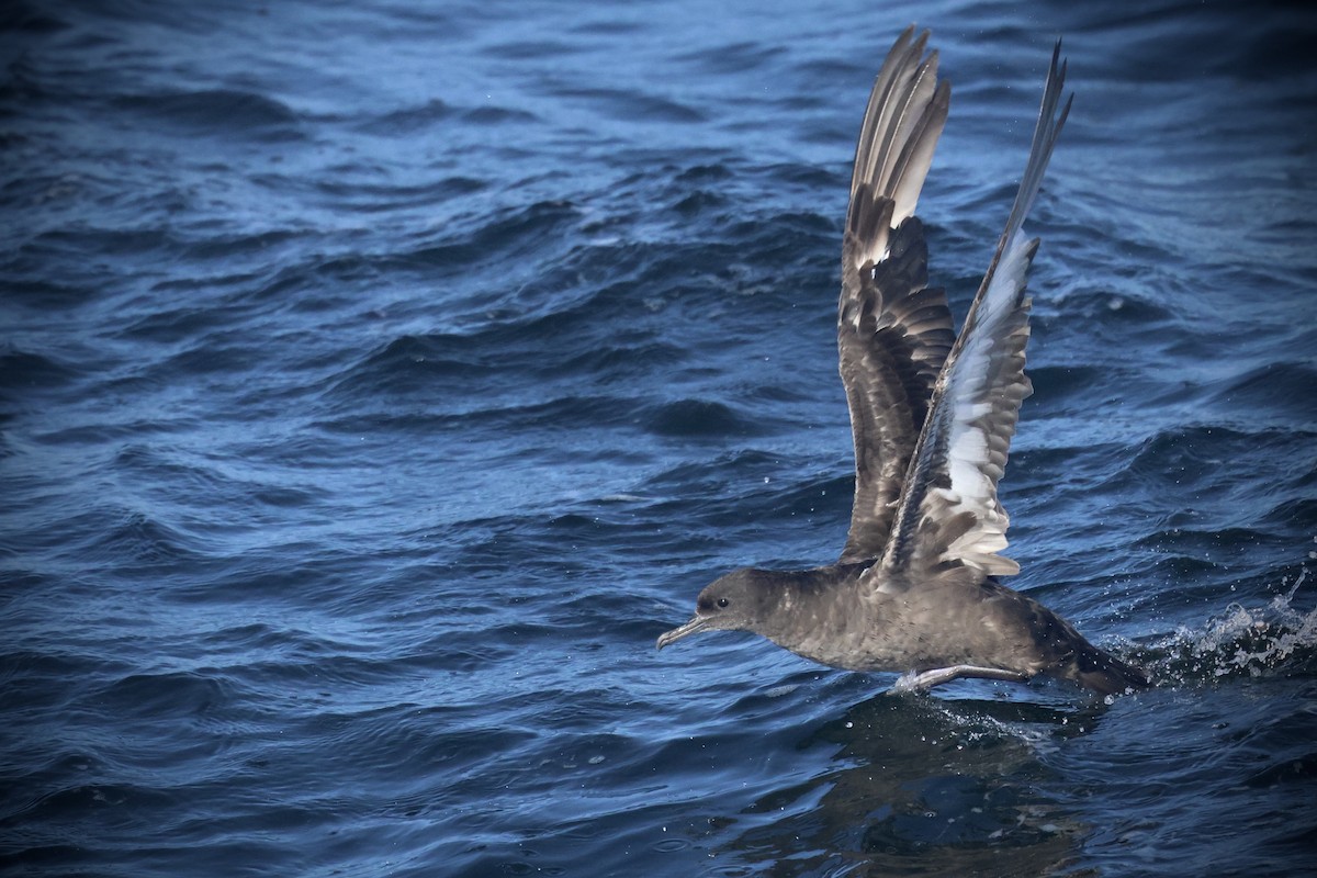 Sooty Shearwater - ML636274936