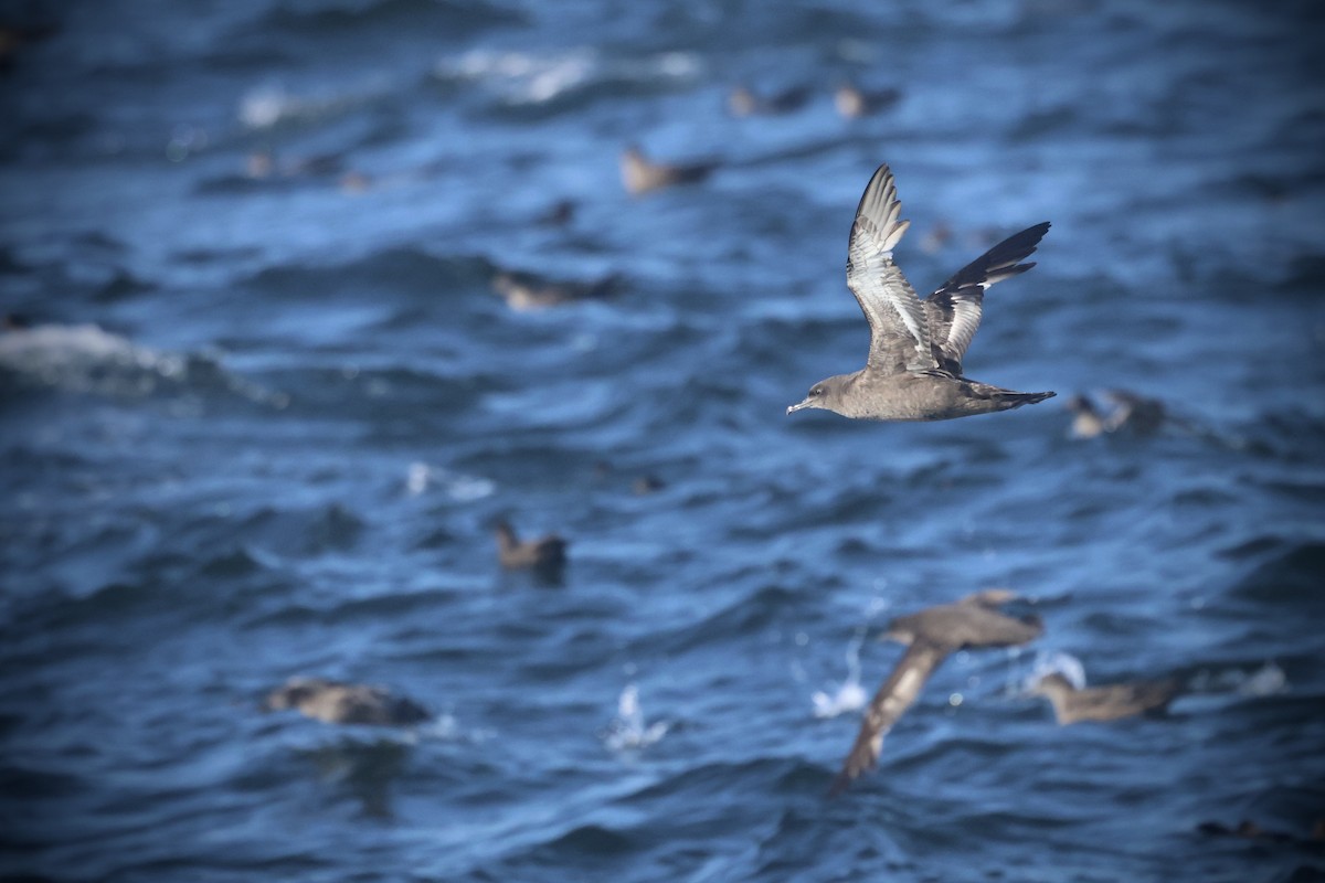 Sooty Shearwater - ML636274937