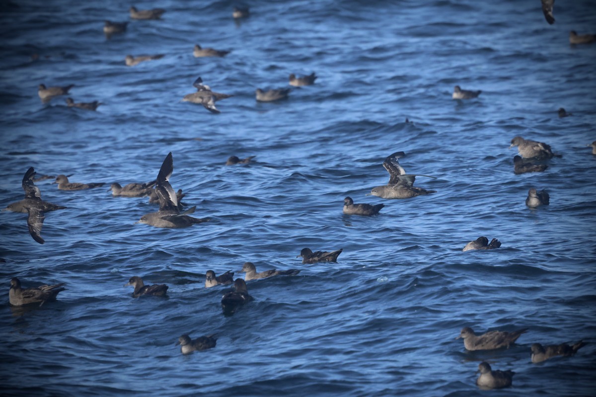 Sooty Shearwater - ML636274938