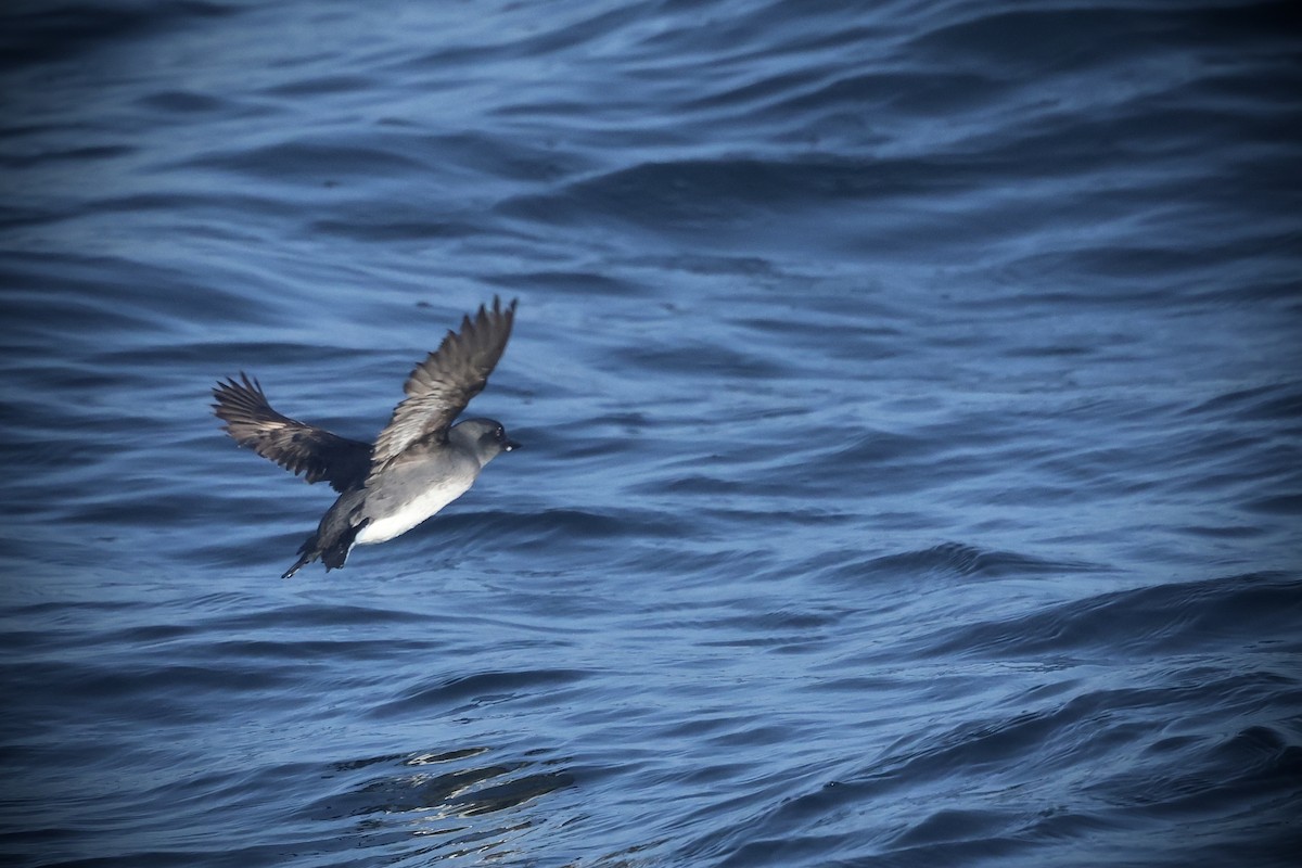 Cassin's Auklet - ML636274973