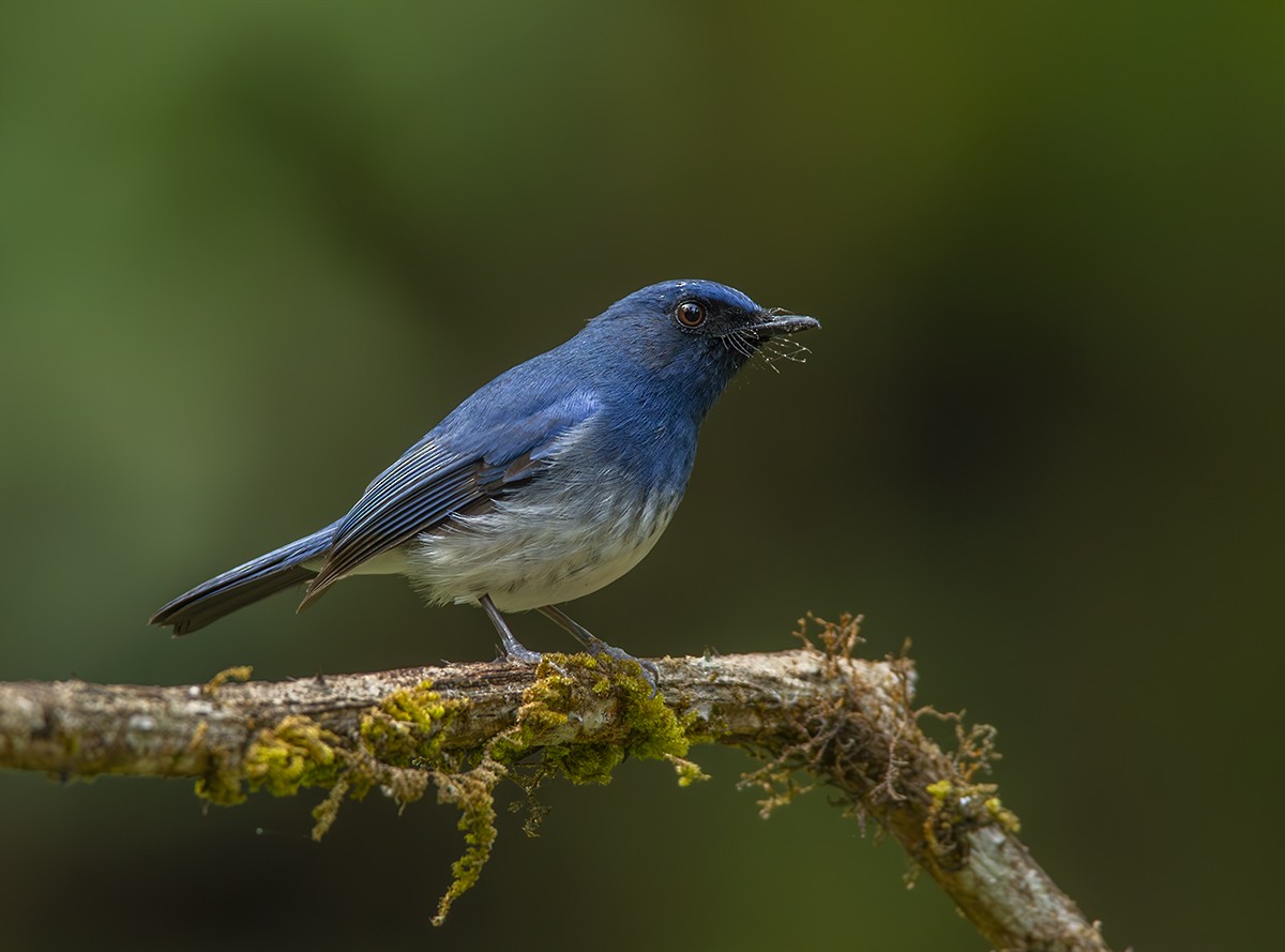 White-bellied Blue Flycatcher - ML636275561