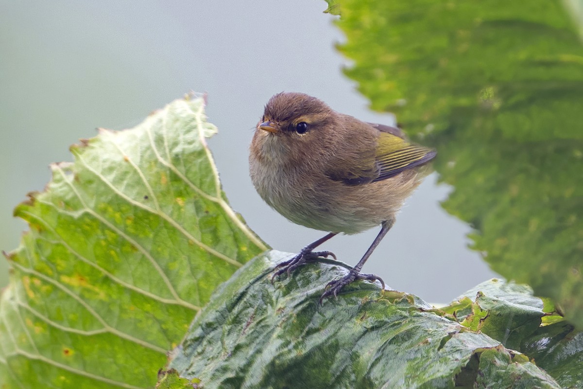 Brown Woodland-Warbler - ML636275819